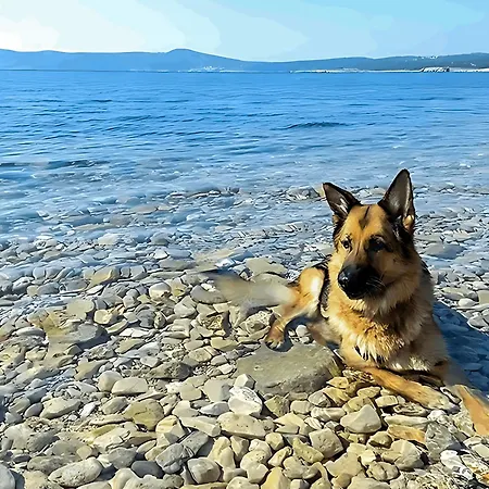 Karolina Großes Meerblick 2000qm Garten Familien Gruppen Insel Lošinj Nerezine